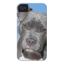 Amerikaner Pitbull Terrier Hündchen Case-Mate iPhone 4 Hülle