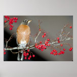 Amerikaner Robin und rote Beeren Plakat