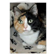 Amerikaner Shorthair Kaliko-Katzen-Gruß/Mitteilung