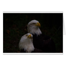 amerikanische Adler 2 Karten