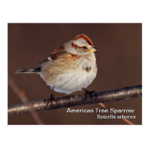 Amerikanische Baum-Spatzen-Postkarte