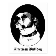 Amerikanische Bulldoggenpostkarte