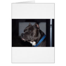 Amerikanische Pitbull Terrier Grußkarte