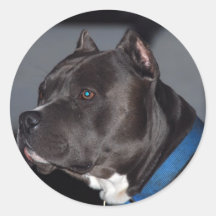 Amerikanische Pitbull Terrier Sticker