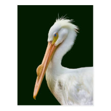 Amerikanische weißer Pelikan-Vogel-Postkarte
