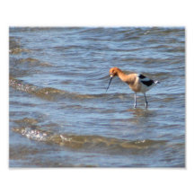 Amerikanischer Avocet 8x10 Foto