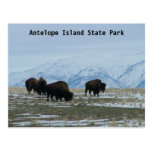 Amerikanischer Bison Postkarten