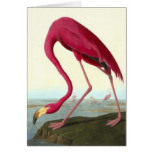 Amerikanischer Flamingo, John James Audubon Grußkarte