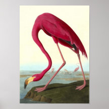 Amerikanischer Flamingo, John James Audubon Plakatdrucke