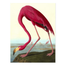 Amerikanischer Flamingo, John James Audubon Postkarten