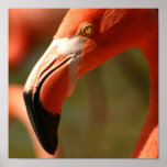 Amerikanischer Flamingo-Plakat-Druck
