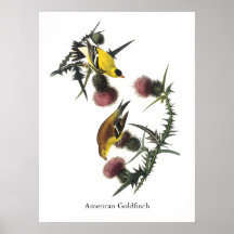 Amerikanischer Goldfinch, Audubon Plakatdruck