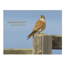 Amerikanischer Kestrel Postkarten