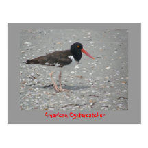 Amerikanischer Oystercatcher Postkarte