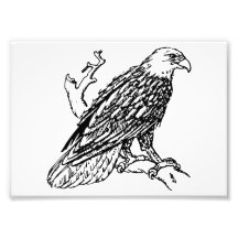 Amerikanischer Weißkopfseeadler Fotografien