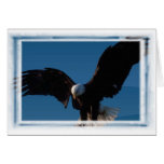 Amerikanischer Weißkopfseeadler Karten