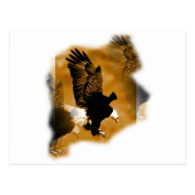 Amerikanischer Weißkopfseeadler Postkarte