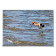 Amerikanisches Avocet-12x18 Kunstphotos