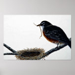 Amerikanisches Rotkehlchen-Gebäude ein Nest Posterdrucke