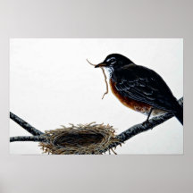 Amerikanisches Rotkehlchen-Gebäude ein Nest Posterdrucke