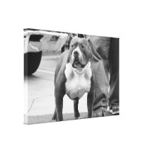 Amerikanisches Staffordshire Terrier Leinwanddruck