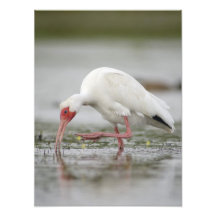 Amerikanisches weißes IBIS (Eudocimus albus) Photographischer Druck