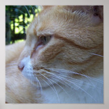 AmorLeon Plakat