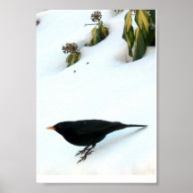 Amsel im Winterschnee Plakate
