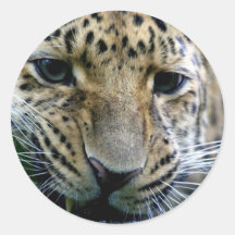 Amur-Leopard-Aufkleber