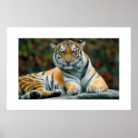 Amur-Tiger #6 Plakat