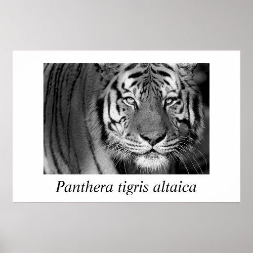 Amurc$tiger-panthera der Tigris altaica-#1 Poster