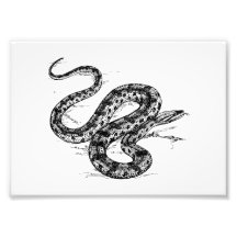 Anaconda Photo Drucke
