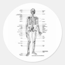 ANATOMIE-SKELETON T-SHIRTS UND GESCHENKE RUNDER AUFKLEBER