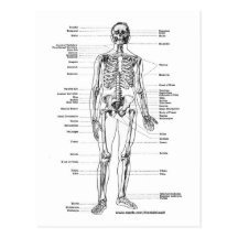 ANATOMIE-SKELETON T-SHIRTS UND GESCHENKE POSTKARTEN