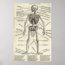 Anatomie-Stich Posterdrucke