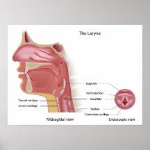 Anatomie von Kehlkopf Plakat