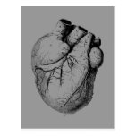 Anatomisch korrektes Herz Postkarte