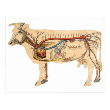 Anatomische niedliche Kuh Postkarten