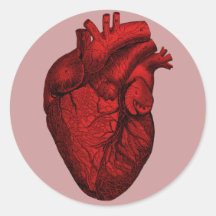 Anatomisches menschliches Herz Sticker