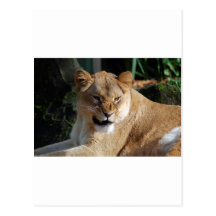 Angry Lioness Postcard