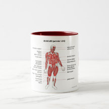 Anmerkungen und Kaffee der Muskeln (vorhergehende  Kaffeetasse