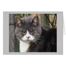 Anstarrenkatzen-Karte