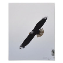 Ansteigen des Weißkopfseeadler-8X10! Kunst Photo