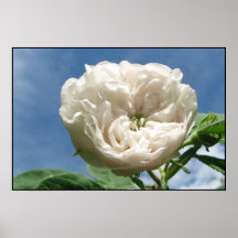 Antike weiße Rose Posterdruck