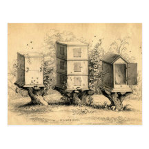 Antiker Imkerei-Bienenstock-Druck Postkarte