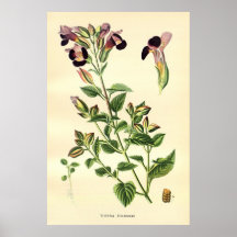 Antikes FarbBlumen litho des 19. Jahrhunderts Posterdrucke
