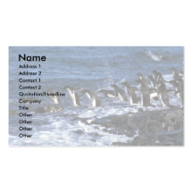 Anzeige? Lüge Pinguine, die eisiges Meer kommen, u Visitenkartenvorlage