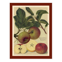 Äpfel botanisch postkarte