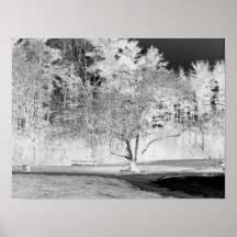 Apfelbaum - B&W Plakat