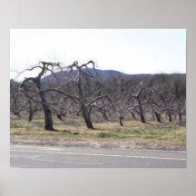 Apfelbaum-in Folge Öl-Foto-Malerei Plakatdruck